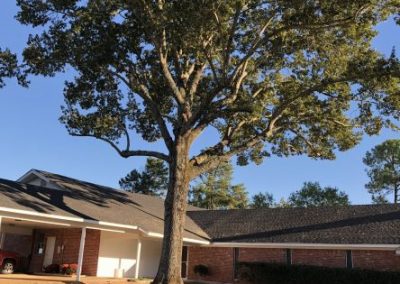 Top notch Tree Service