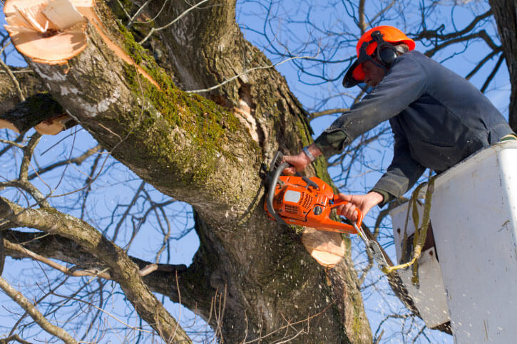 Tree Contractor