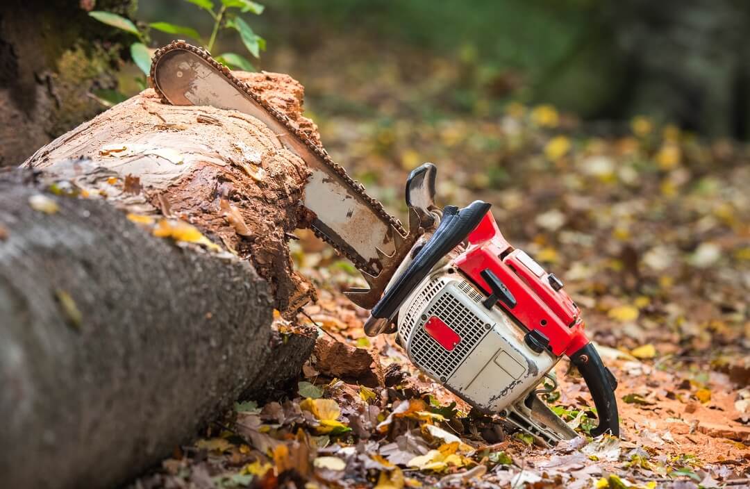 Tree Cutting