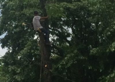 Tree Service