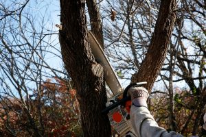 Tree Service in Jacksonville,TX